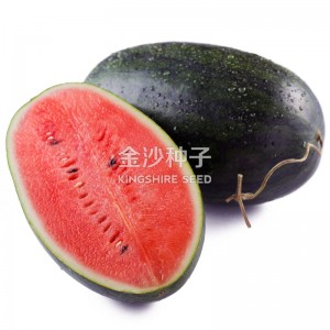 Watermelom -pc